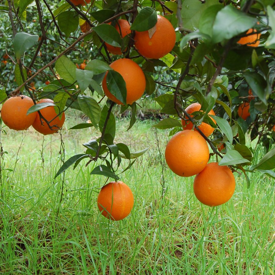 Naranjas ecológicas 10 kg