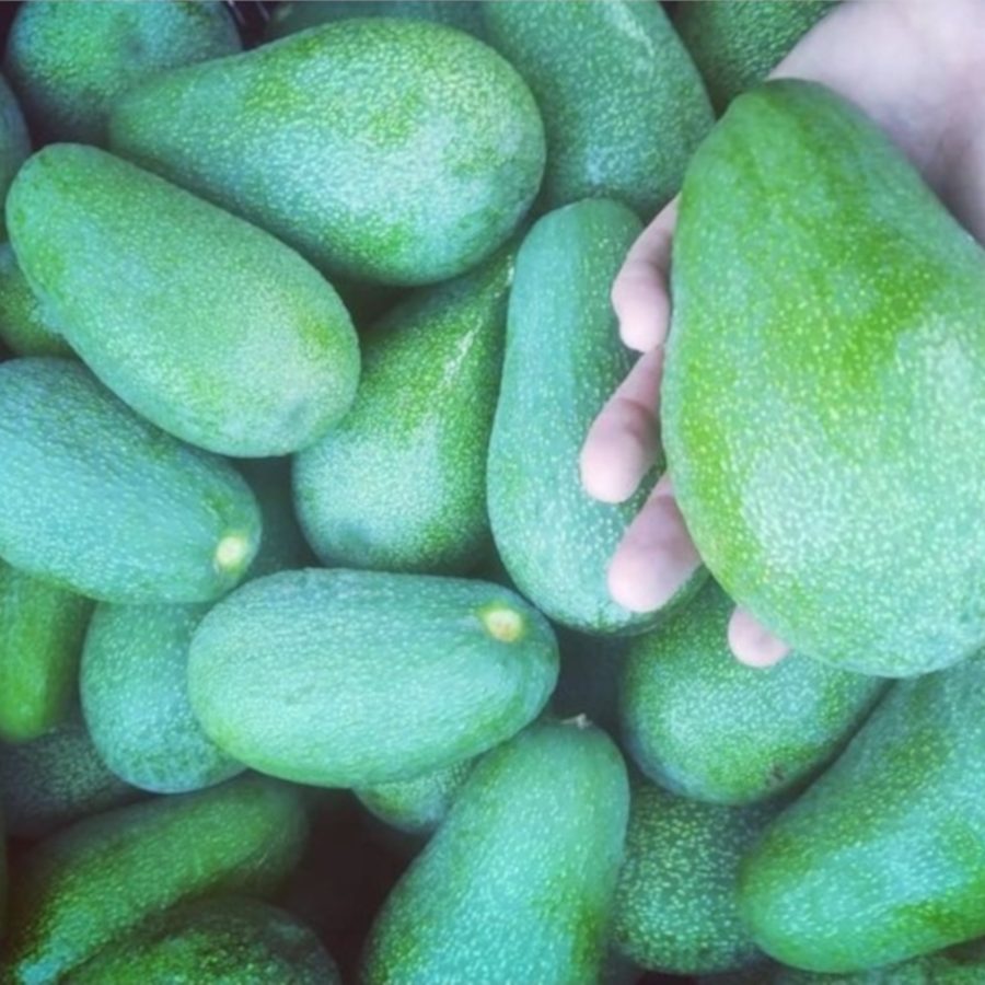 Aguacates ecológicos 10 kg